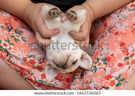 Cute belly pug puppy getting massage by a person's hand.