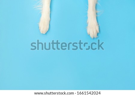 Funny puppy dog border collie paws close up isolated on blue background. Pet care and animals concept. Dog foot leg overhead top view. Flat lay copy space place for text Royalty-Free Stock Photo #1661542024