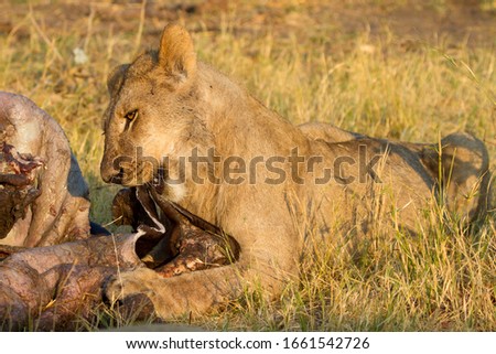 African Lion (Panthera Leo), eating a Cape Buffalo carcass (Syncerus caffer caffer) which was killed two nights before by the females of the pride.  Savuti, Chobe National Park, Botswana.