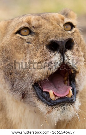 African Lion (Panthera Leo), close up.  Savuti, Chobe National Park, Botswana.