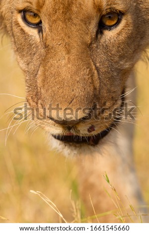African Lion (Panthera Leo), close up.  Savuti, Chobe National Park, Botswana.