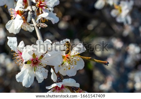 Spring blossom background. Beautiful nature scene with blooming tree and sun flare. Sunny day. Spring flowers. Abstract blurred background. Springtime