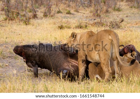 Group of  Lions (Panthera Leo), eating a Cape Buffalo carcass (Syncerus caffer caffer) which was killed two nights before by the females of the pride. Savuti, Chobe National Park, Botswana.
