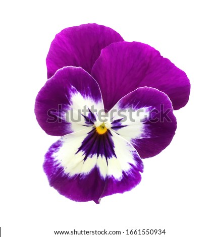 Purple and White Pansy Flower Face