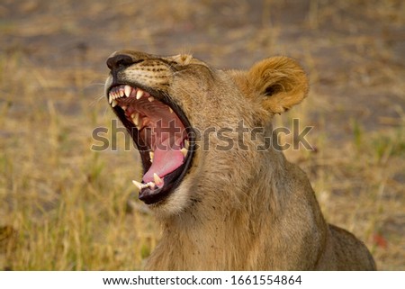 African Lion (Panthera Leo), young. Savuti, Chobe National Park, Botswana.