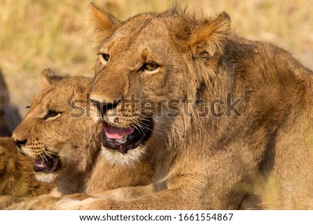 African Lion (Panthera Leo), young. Savuti, Chobe National Park, Botswana.