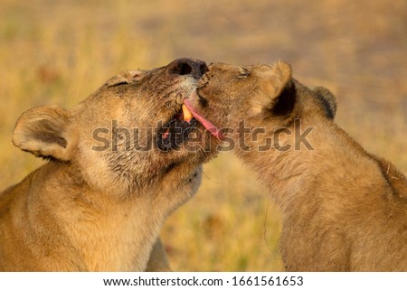 Lion (Panthera Leo), female grooms her male cub after having fed. Savuti, Chobe National Park, Botswana.