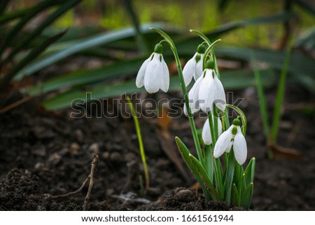 February fair-maids in the garden Royalty-Free Stock Photo #1661561944