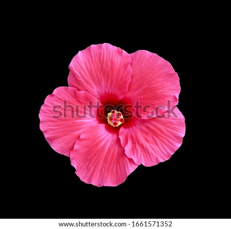 Pretty Pink Hibiscus Flower on Black Background