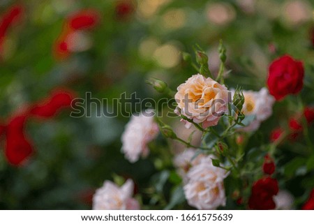 Beautiful roses bloom in the park. Selective focus