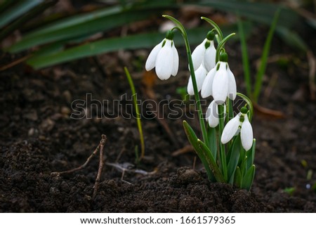 February fair-maids in the garden Royalty-Free Stock Photo #1661579365