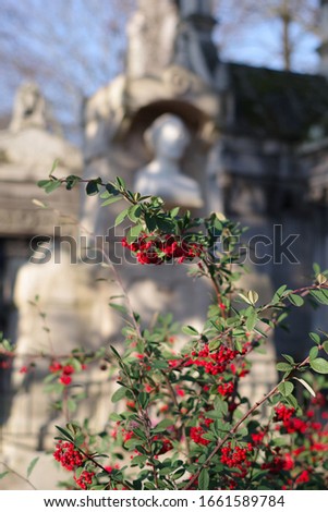 Red berries on a branch under winter's light