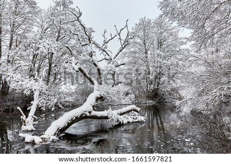winter forest in the snow and river winter forest tree landscape
