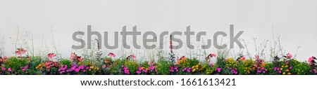 Large Detailed Colorful Horizontal Panoramic Blooming Flower Bed Closeup Magenta Purple, Red Pink Orange, Yellow Annual Flowers Flowerbed Panorama, Flowering Garden Plot Banner, Beige Wall Background Royalty-Free Stock Photo #1661613421