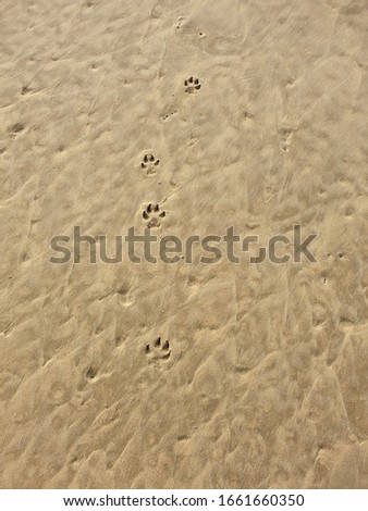 
Beach for animals. Footprints in the sand. Walk along the shore with a dog. Smooth sand with traces