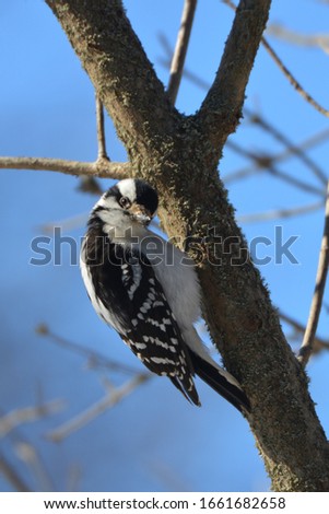 Downy Woodpecker perched in a tree looking at photographer