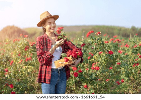 Asian Farmers woman cut the rose bush in Rose Garden. Asian Young woman holding and smelling a rose flower in the wonderful rose garden. valentine’s day.