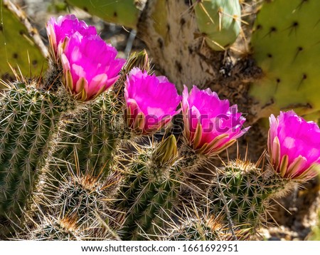 pink catcus blooms in desert