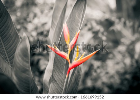 Beautiful orange flowers (Bird of paradise)
