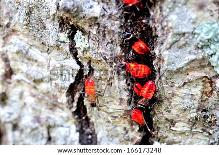 Red Bugs on Tree
