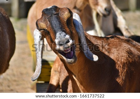 Laughing Goat Posing for Picture