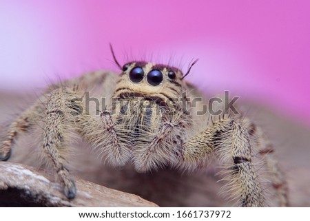 Jumping spider close up with the pink background.