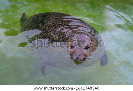 Portrait of the seal in Hokkaido ,Japan.