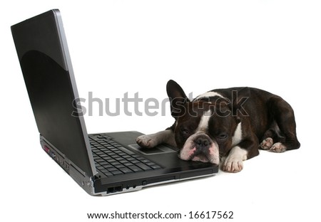a boston terrier in front of a laptop