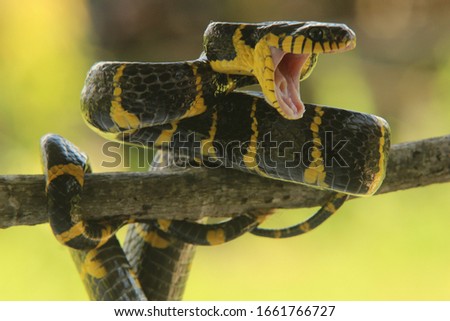 Black snake, with opne mouth, Exotic Reptile Animal Photo Collection
