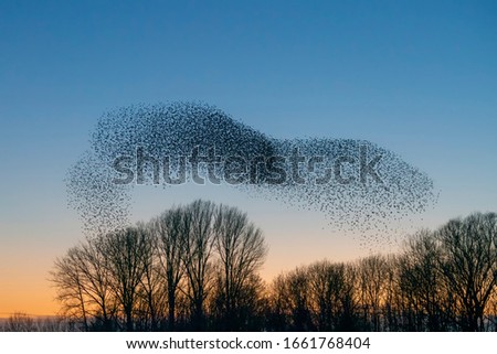 Beautiful large flock of starlings. A flock of starlings birds fly in the Netherlands. During January and February, hundreds of thousands of starlings gathered in huge clouds. Royalty-Free Stock Photo #1661768404