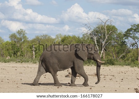 Isolated Elephant walking through an African campsite with a natural bush background. 