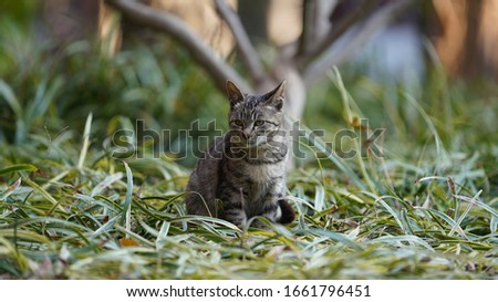 The cute wild cat living freely in the garden