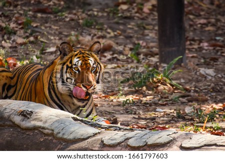 Yellow-black Asian Tiger Indian species resting in the afternoon