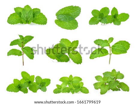 Fresh mint leaf close up on white background . full depth of field