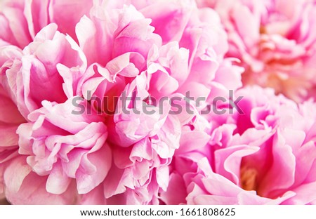 Fresh bright blooming peonies flowers as a natural background