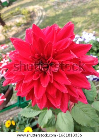 Red Dahlia pinnata flower blossom isolate picture is a species in the genus Dahlia, family Asteraceae.
