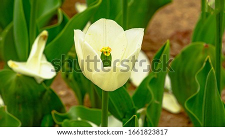 A white flower in the park