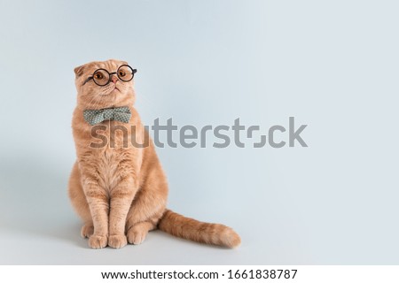 Online courses, remote distant education banner concept. Funny cat in bow tie and glasses sitting on blue background and looking at copy space for text or product.