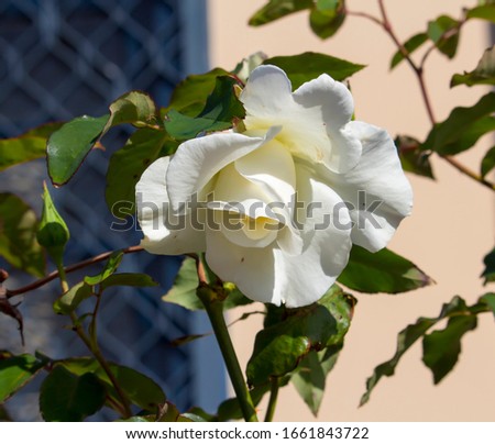 Gloriously magnificent romantic beautiful   pale cream and white hybrid tea roses blooming  in late spring add fragrance and color to the urban landscape.