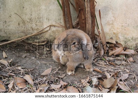 Cute brown Holland lop rabbit is  licking his feet to clean. In the garden home at the rural farm. Chiang Mai Thailand.
