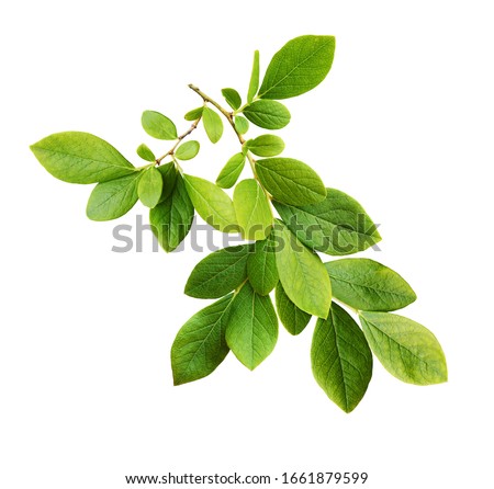 Twig with green leaves of blueberry isolated on white Royalty-Free Stock Photo #1661879599