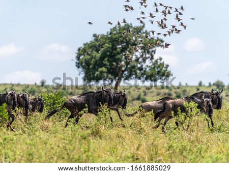 Wild animals on African Safari