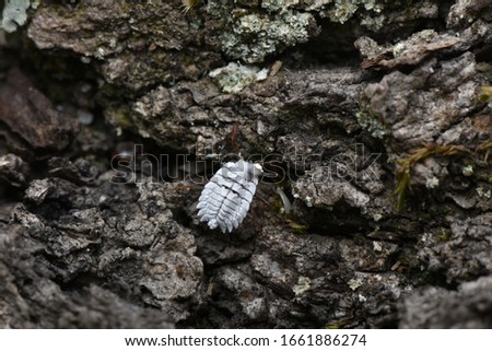 Scale insect, Orthezia on wood in nature