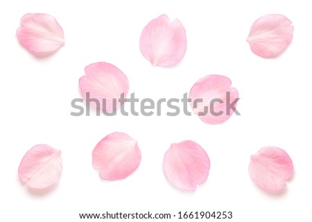 Japanese pink cherry blossom petals abstract on pure white background Royalty-Free Stock Photo #1661904253