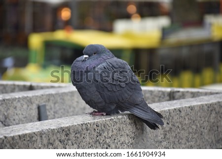 A pigeon perched on a brick wall in the city. In the background, the colors of the city are blurred.