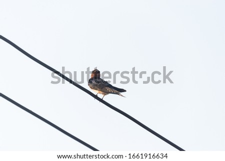 Black swallow (Hirundinidae) isolated on white