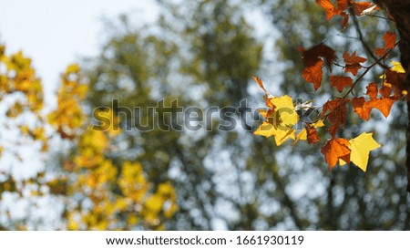 The beautiful autumn landscape with the colorful autumn leaves in the park of the city
