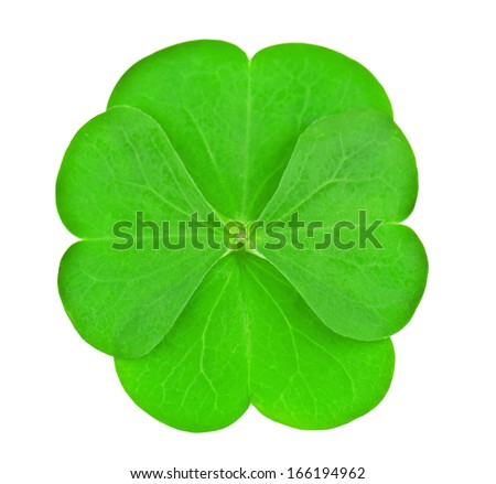 four leaves clover on white
