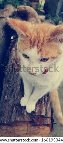 cat cute angry animal nature