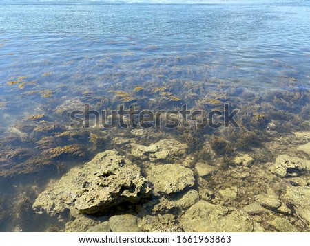 Stone Beach Covered with Brown Seaweed